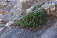 Sedum havardii