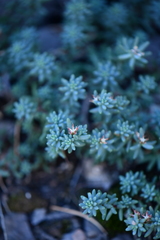 Sedum havardii
