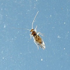 Graphopsocus