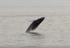 Megaptera novaeangliae