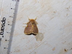 Euproctis luteifascia