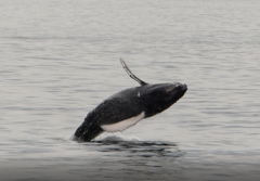 Megaptera novaeangliae