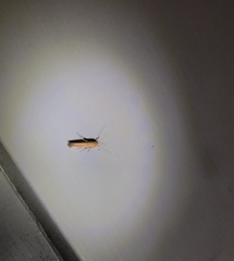 Stathmopoda skelloni