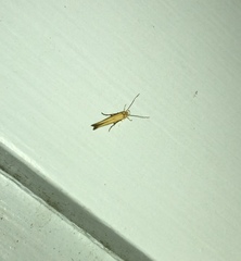 Stathmopoda skelloni