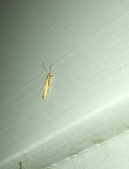 Stathmopoda skelloni