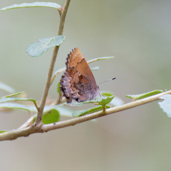 Callophrys henrici