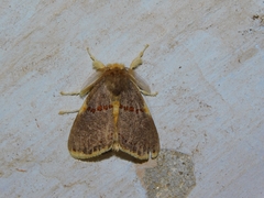 Euproctis luteifascia