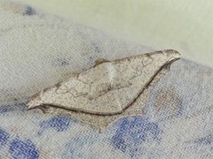 Semiothisa drepanata