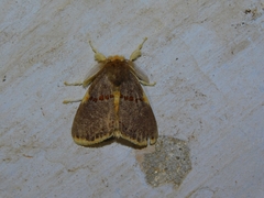 Euproctis luteifascia