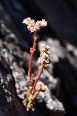 Sedum wrightii