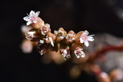 Sedum wrightii