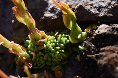 Sedum wrightii