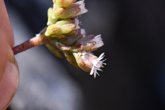 Sedum wrightii