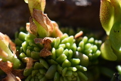 Sedum wrightii