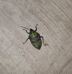 Tetrarthria variegata