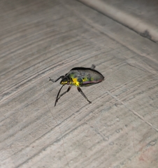 Tetrarthria variegata