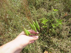 Asclepias incarnata incarnata