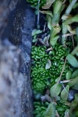 Sedum wrightii