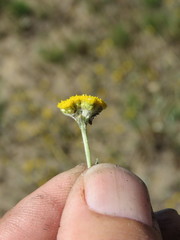 Helichrysum aureonitens