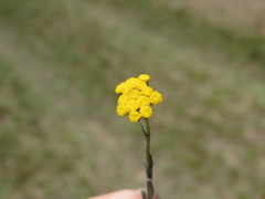 Helichrysum aureonitens