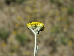 Helichrysum aureonitens