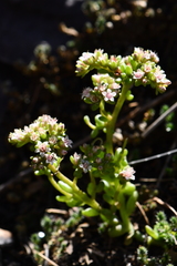 Sedum wrightii