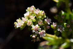 Sedum wrightii