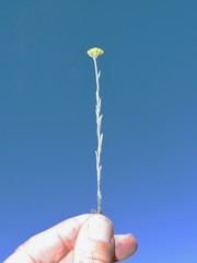 Helichrysum aureonitens