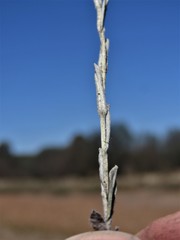 Helichrysum aureonitens