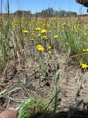 Helichrysum aureonitens