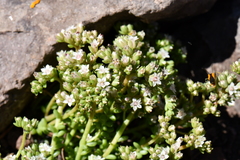 Sedum wrightii