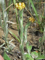 Helichrysum cephaloideum