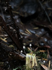 Mycena pterigena