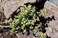 Sedum wrightii