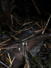 Mycena pterigena