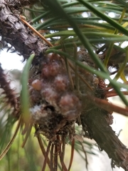 Synanthedon sequoiae