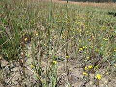 Helichrysum aureonitens