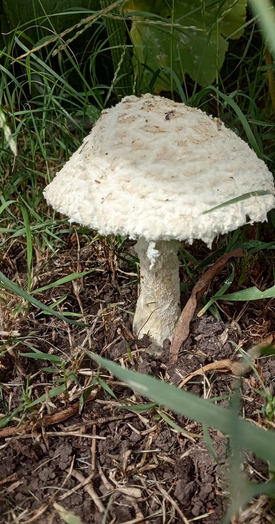 Amanita foetens · April 2021 · photo: © mirkoduimich (iNaturalist, cc-by)