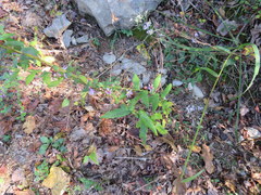 Symphyotrichum phlogifolium