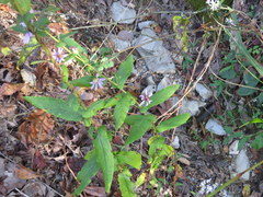 Symphyotrichum phlogifolium