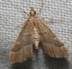 Diplopseustis prophetica
