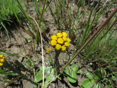 Helichrysum cephaloideum