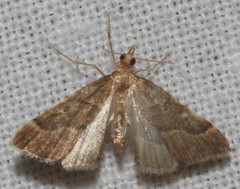 Diplopseustis prophetica