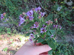 Symphyotrichum phlogifolium