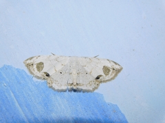 Scopula butleri