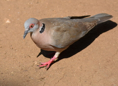 Streptopelia decipiens