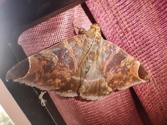 Pindara illibata