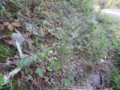 Brickellia eupatorioides eupatorioides