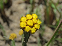 Helichrysum cephaloideum