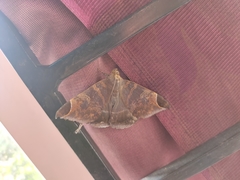 Pindara illibata